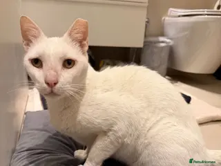 Mixed Breed cats HELP ! I AM FIV= I AM GREAT NO ONE WANTS 2ADOPT ME - Advert 1