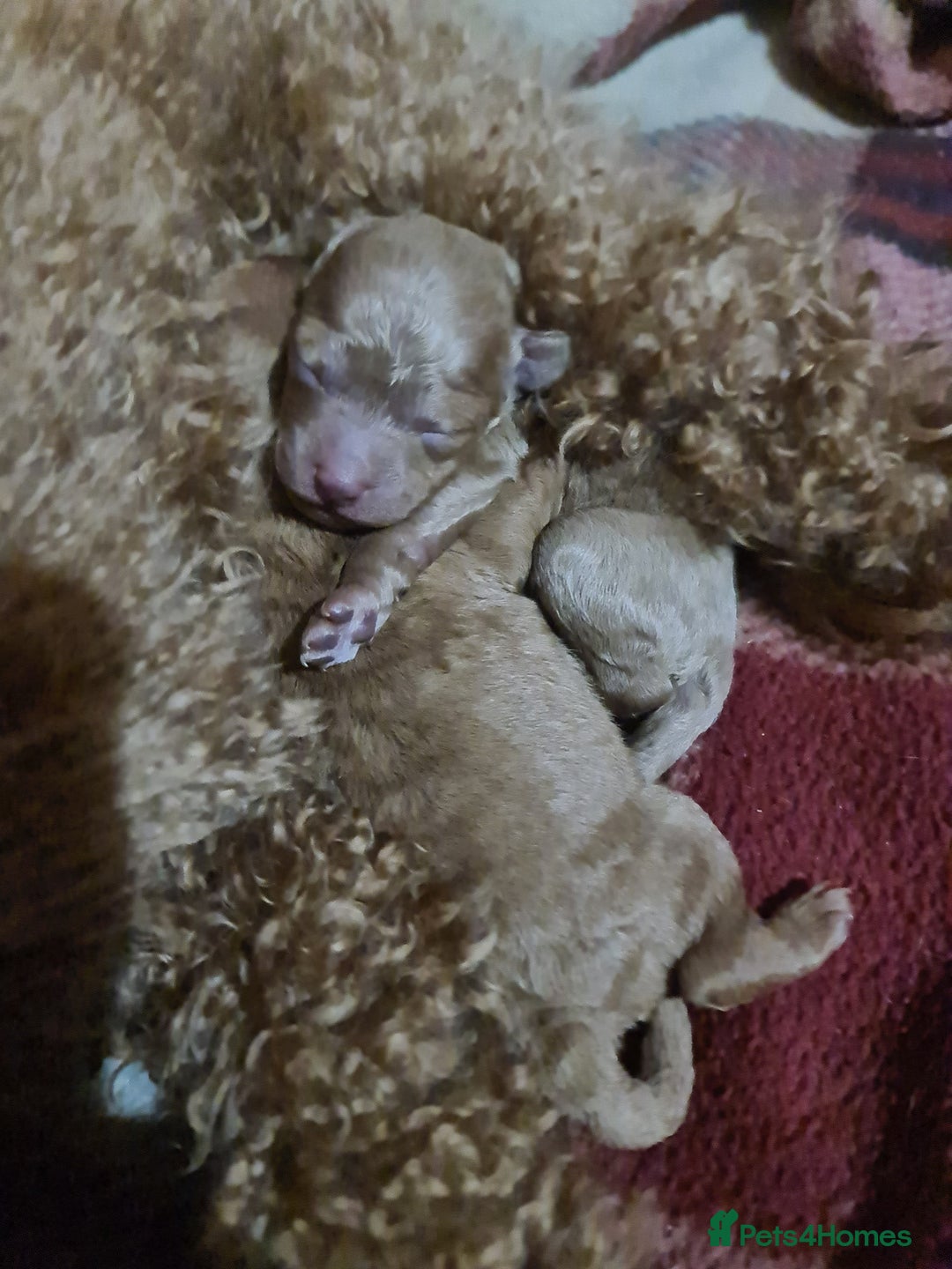 Toy Poodle dogs for sale: Mini TOY POODLES Last one boy available - Advert 26