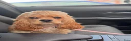 Cockapoo dogs for sale: American cockapoo from health tested parents - Advert 8