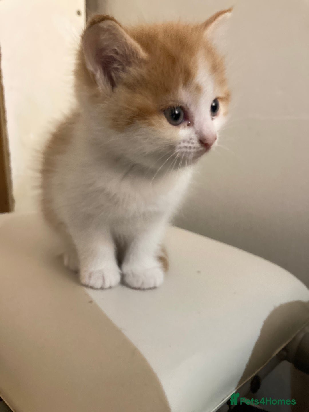 Mixed Breed cats for sale: Beautiful fluffy kittens for sale Ready 8/1/26 - Advert 5