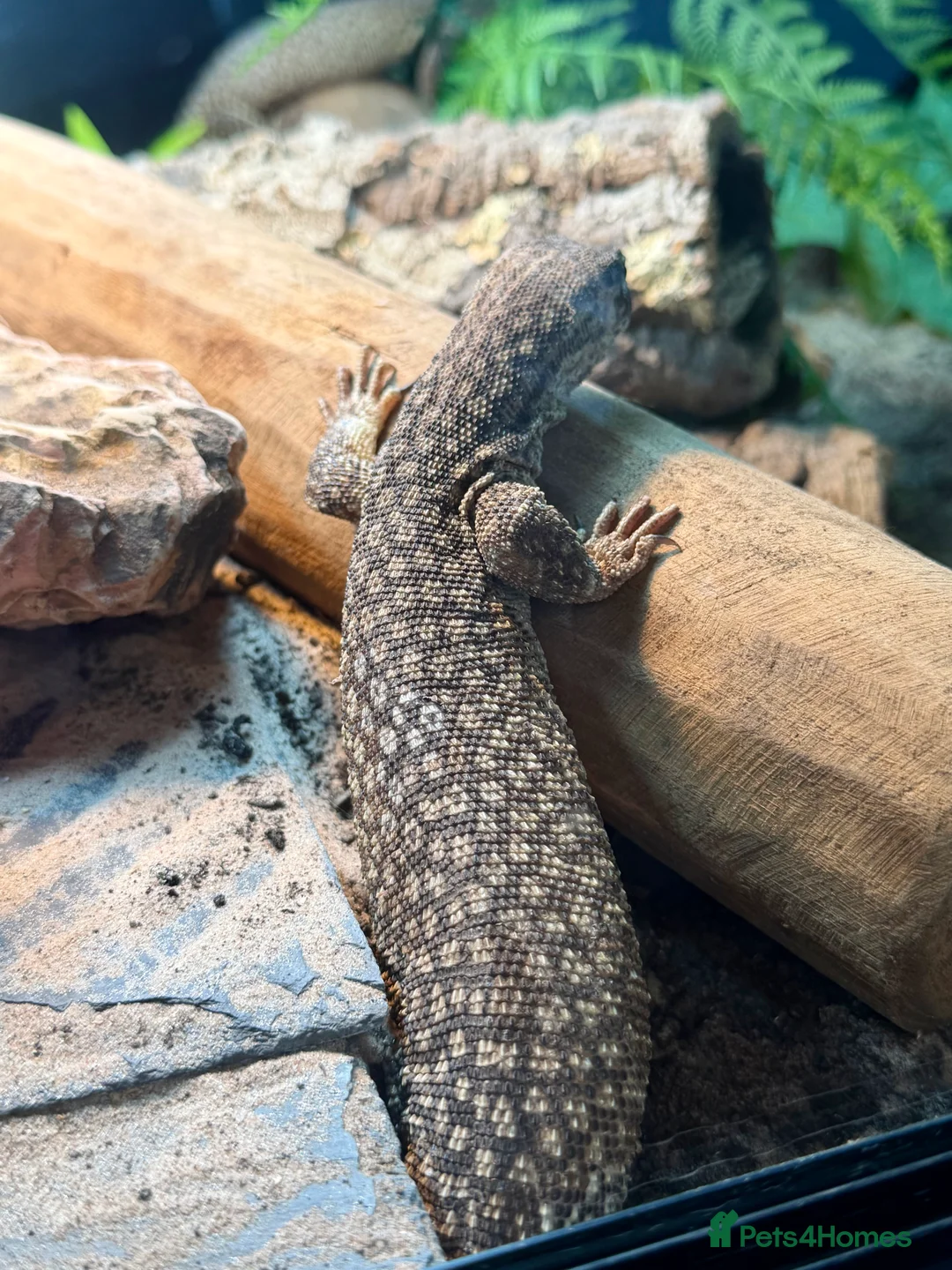 Monitor reptiles for sale: 1:2 Ackie Monitors  - Advert 3