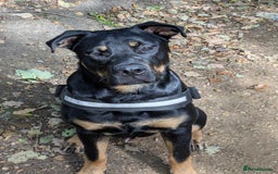 Mixed Breed dogs for sale: Neo German Shepherd/ Rottweiler Cross - Image 1