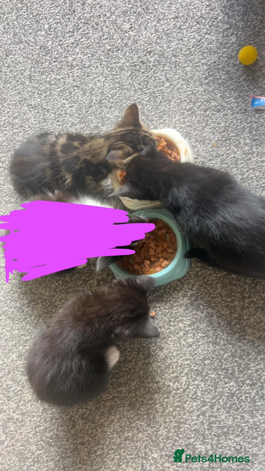 Mixed Breed cats for sale: 3 kittens for sale in Barnsley - Advert 2