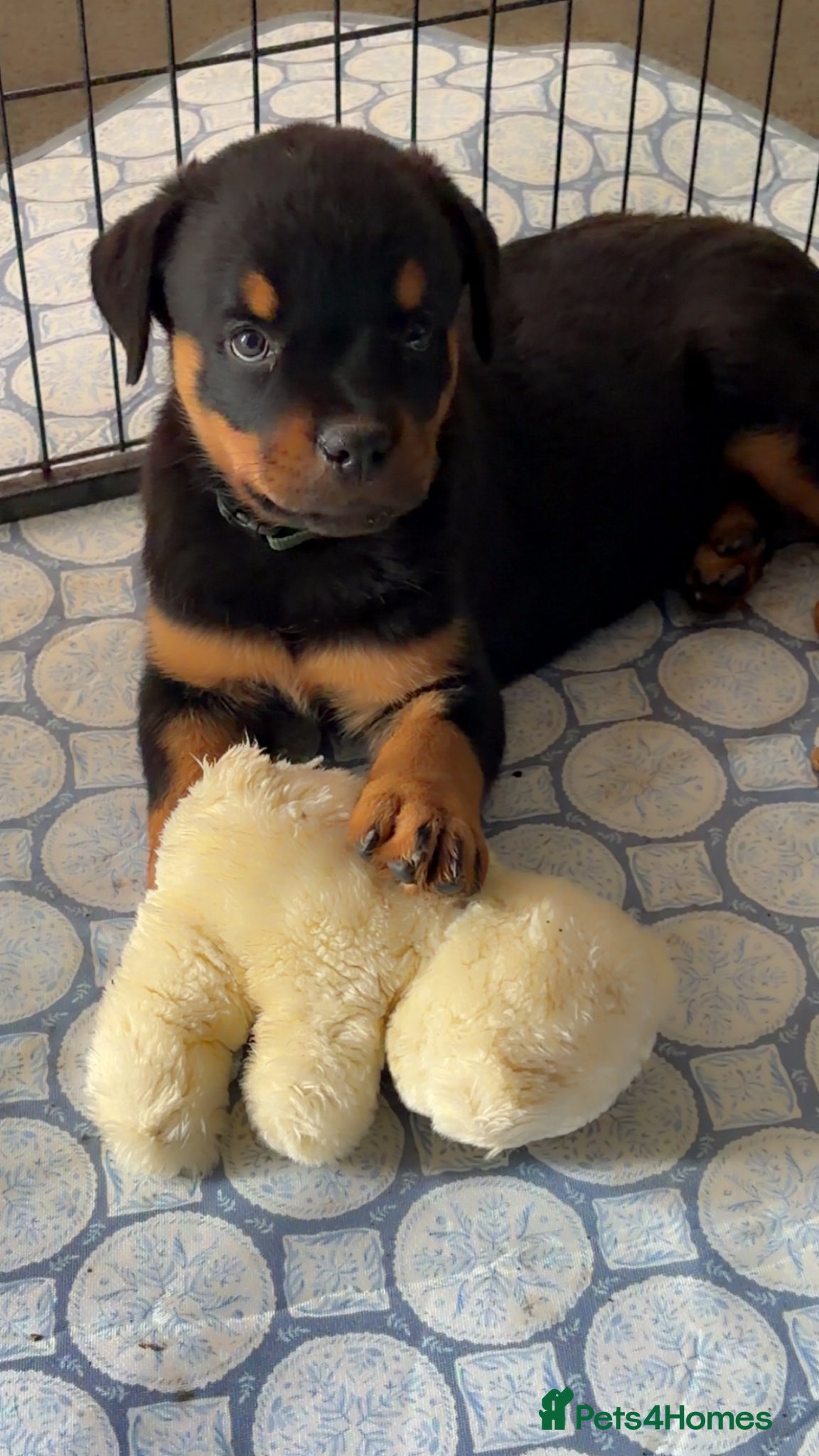 Rottweiler dogs Two females available  - Advert 11