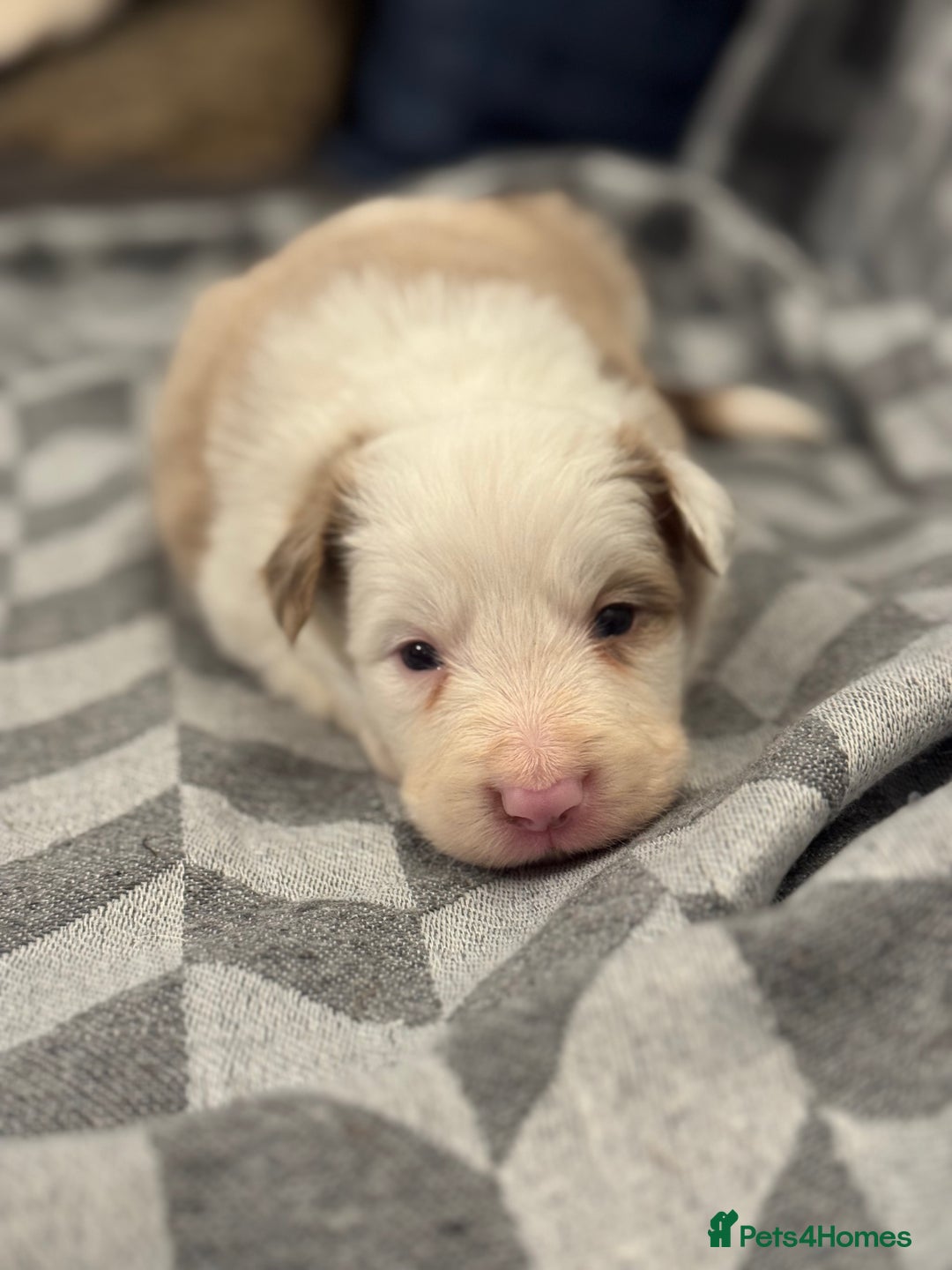 Border Collie dogs for sale: KC Reg (Pending) Border Collie Puppies For Sale - Advert 9