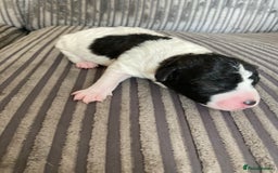 Jackapoo dogs for sale: @@GORGEOUS JACKAPOO PUPPIES@@ - Image 3