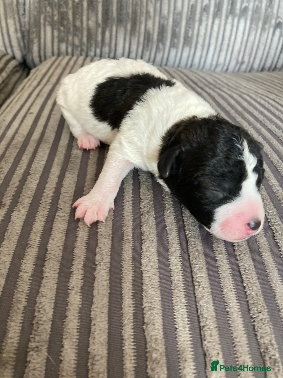 Jackapoo dogs for sale: @@GORGEOUS JACKAPOO PUPPIES@@ - Image 3