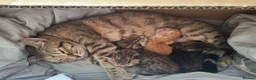 Mixed Breed cats for sale: Bengamese mix litter - Advert 2
