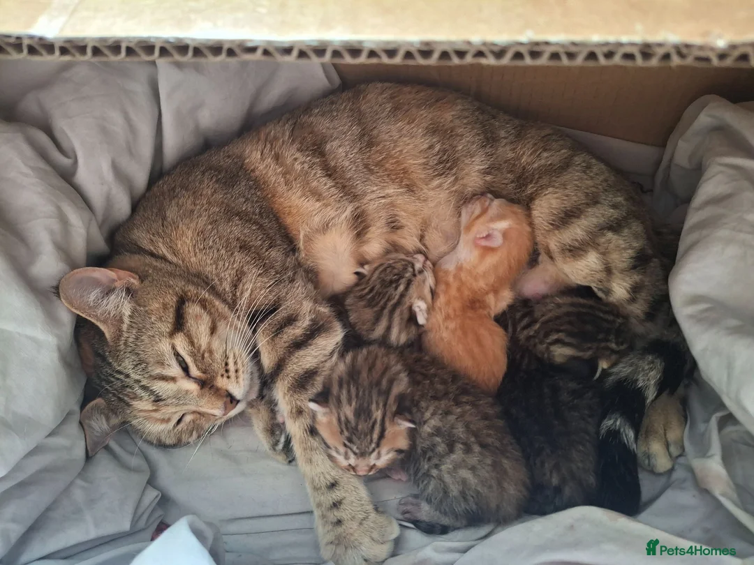 Mixed Breed cats for sale: Bengamese mix litter - Advert 2