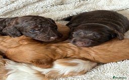 Cockapoo dogs for sale: 🐾Beautiful F2 cockapoos  🐾 - Image 20