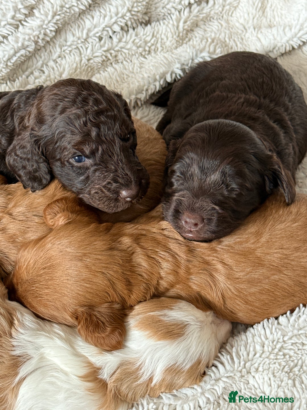 Cockapoo dogs for sale: 🐾Beautiful F2 cockapoos  🐾 - Image 20