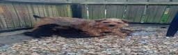 Border Terrier dogs for sale: Border terrier puppies  - Advert 3