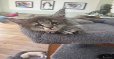 Maine Coon cats in Great Missenden - Advert 4