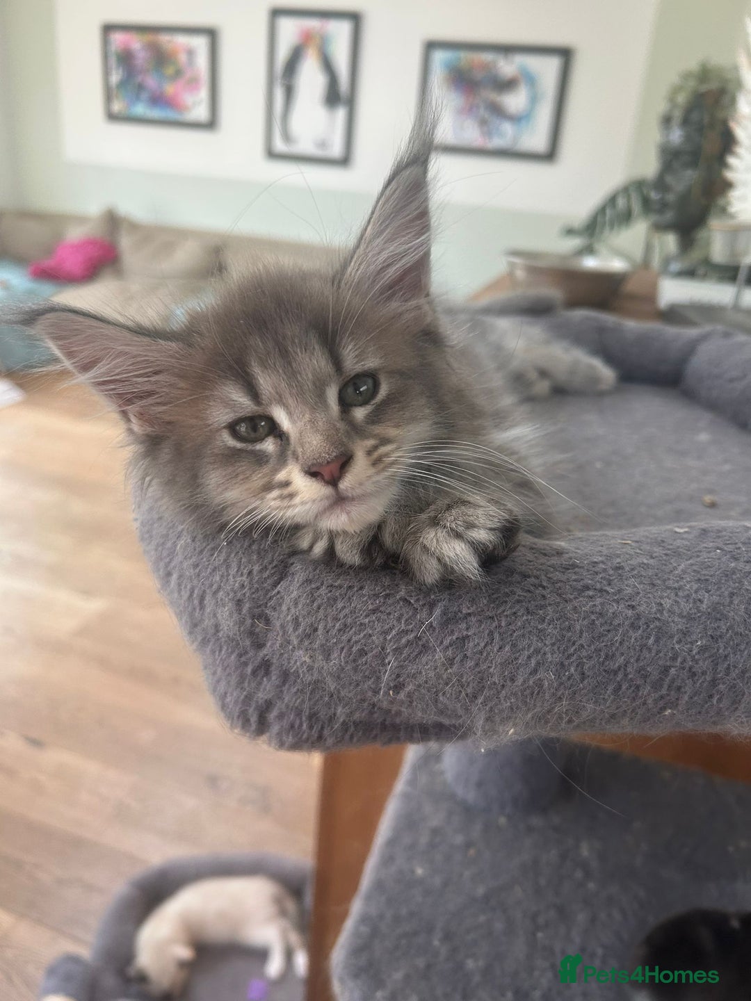 Maine Coon cats for sale: Maine Coon Kitten 3 - Fully health tested and Tica registered  - Image 28