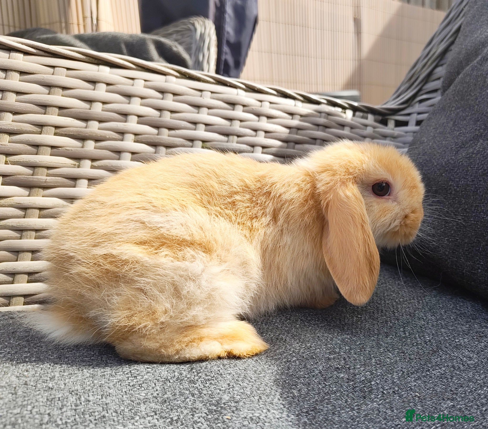 Mini Lop rabbits Beautiful lightly marked harlequin buck  - Advert 6