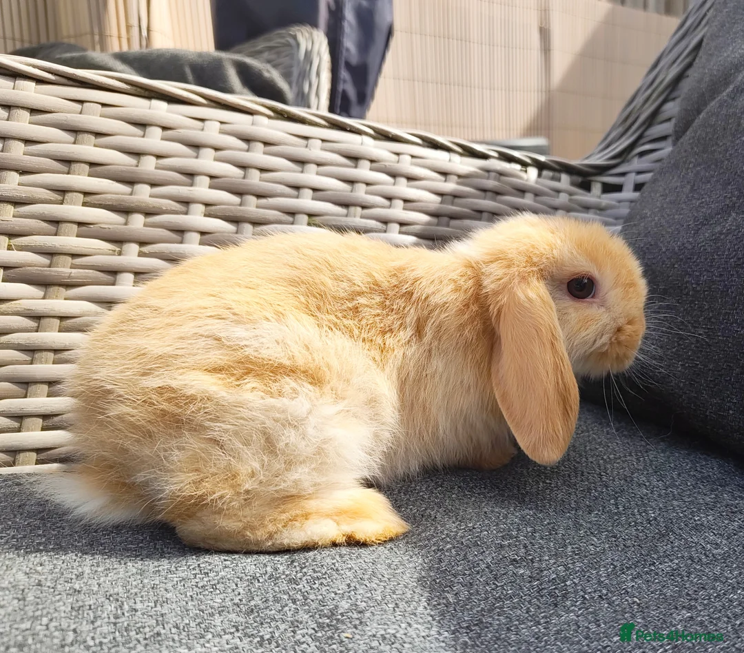 Mini Lop rabbits for sale: Beautiful lightly marked harlequin buck  - Advert 1