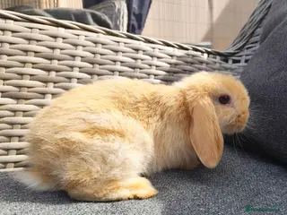 Mini Lop rabbits Beautiful lightly marked harlequin buck - Advert 1