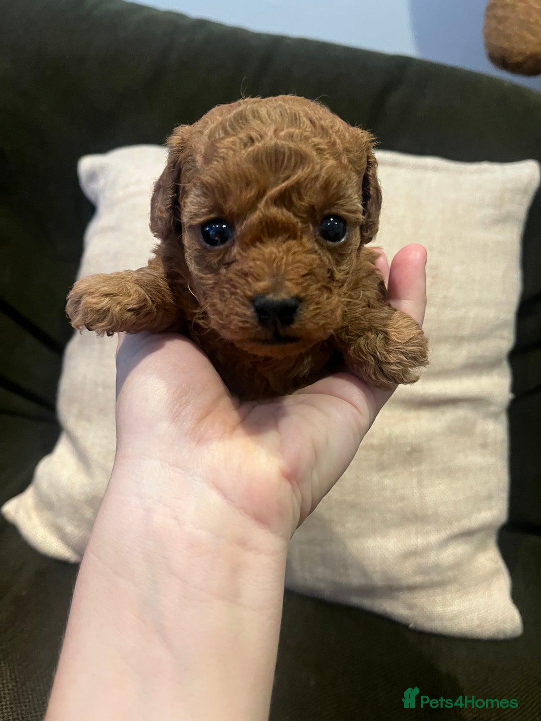 Toy Poodle dogs for sale: Teddy bear red asian/toy poodle puppies 🧸  - Advert 25