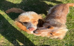 Cockapoo dogs for sale: F1 cockapoo  - Image 10