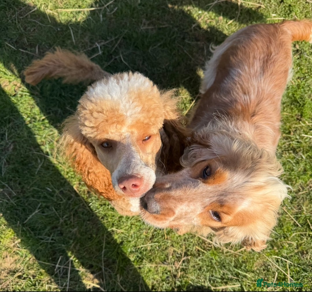 Cockapoo dogs for sale: F1 cockapoo  - Image 10