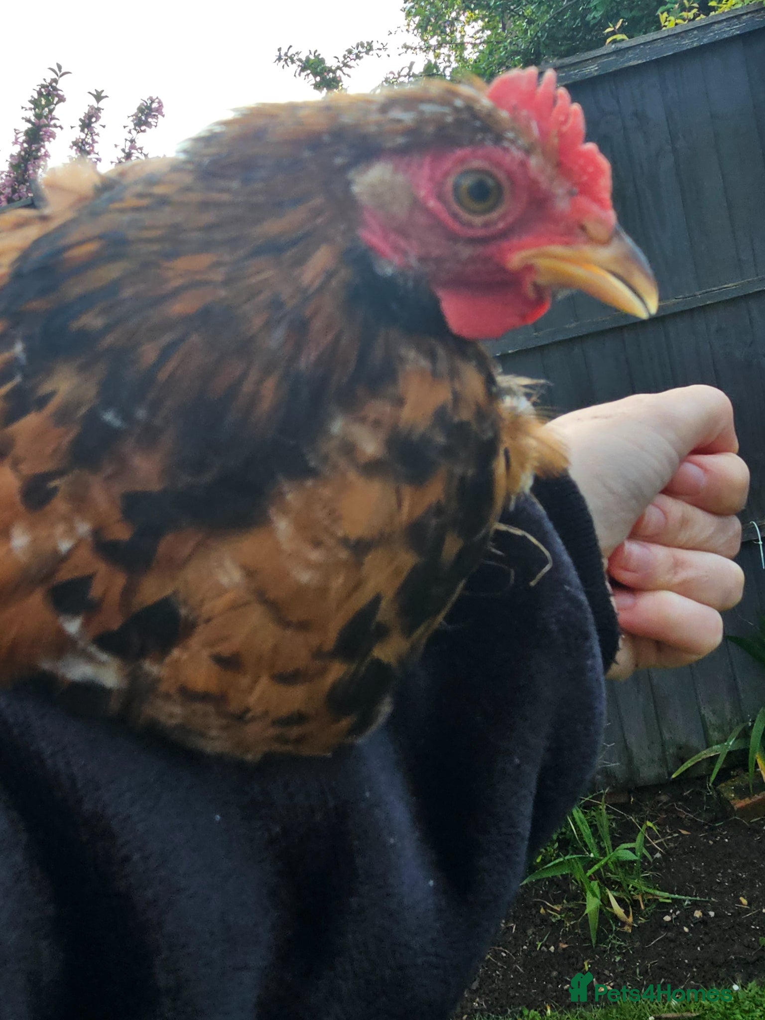 Chickens poultry for sale: 12 week old cockerels - Advert 5