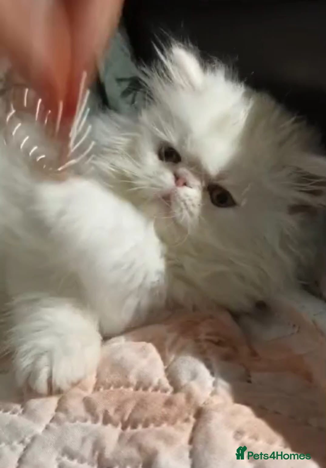Persian cats White as snow boy looking for a new home  - Advert 2