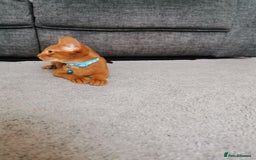 Abyssinian cats for sale: Ready now! Beautiful Abyssinians kittens❤️😍🤗 - Image 9