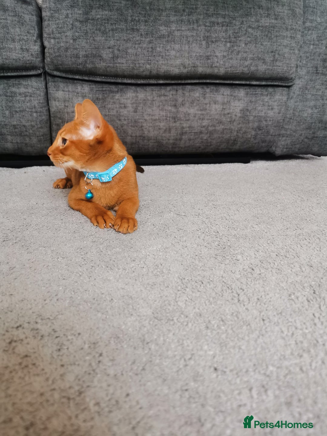 Abyssinian cats for sale: Ready now! Beautiful Abyssinians kittens❤️😍🤗 - Image 9