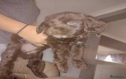 Field Spaniel dogs for sale: Spaniel puppies  - Image 1