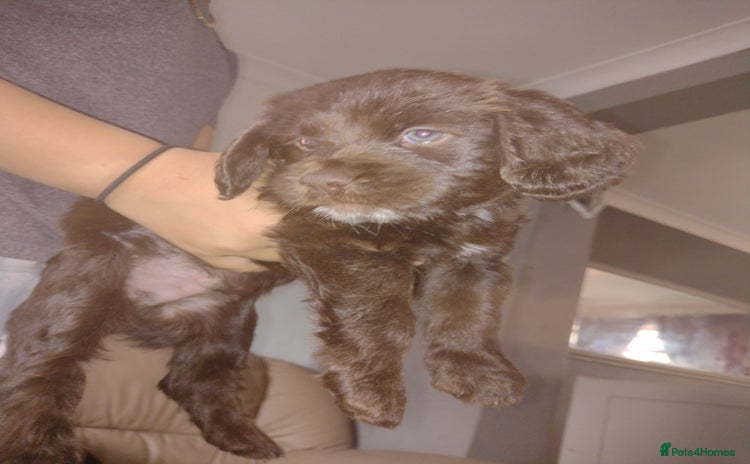 Field Spaniel dogs - Advert 1