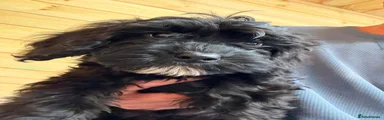 Cockapoo 1