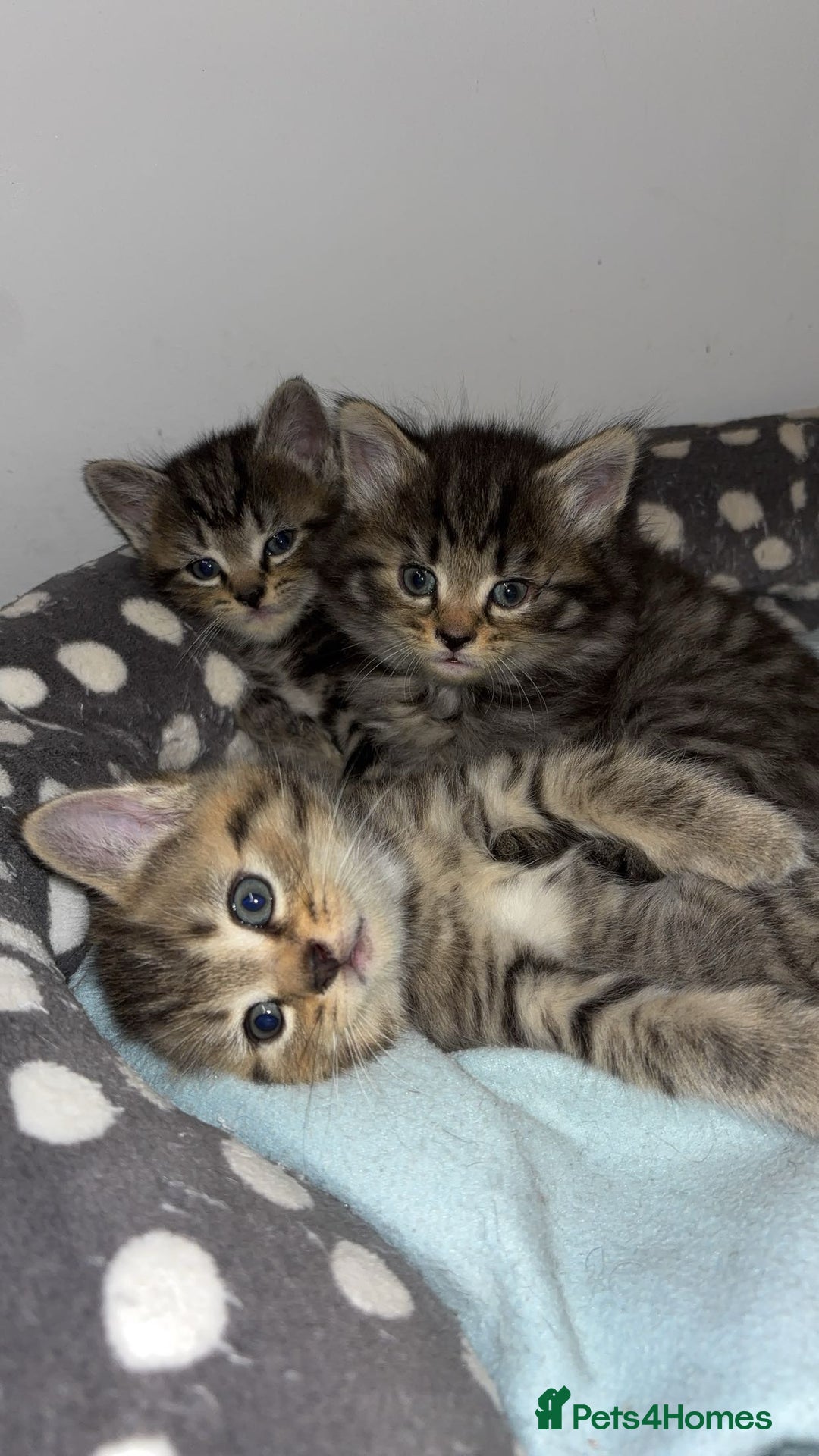 Domestic Shorthair cats for sale: Our Tabby has had kittens again - Advert 3