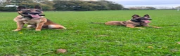 Belgian Shepherd Dog dogs for sale: Belgian Malinois  - Advert 4