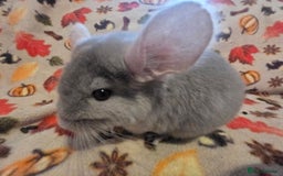 Chinchilla rodents for sale: Gorgeous Female Chinchilla  - Image 7