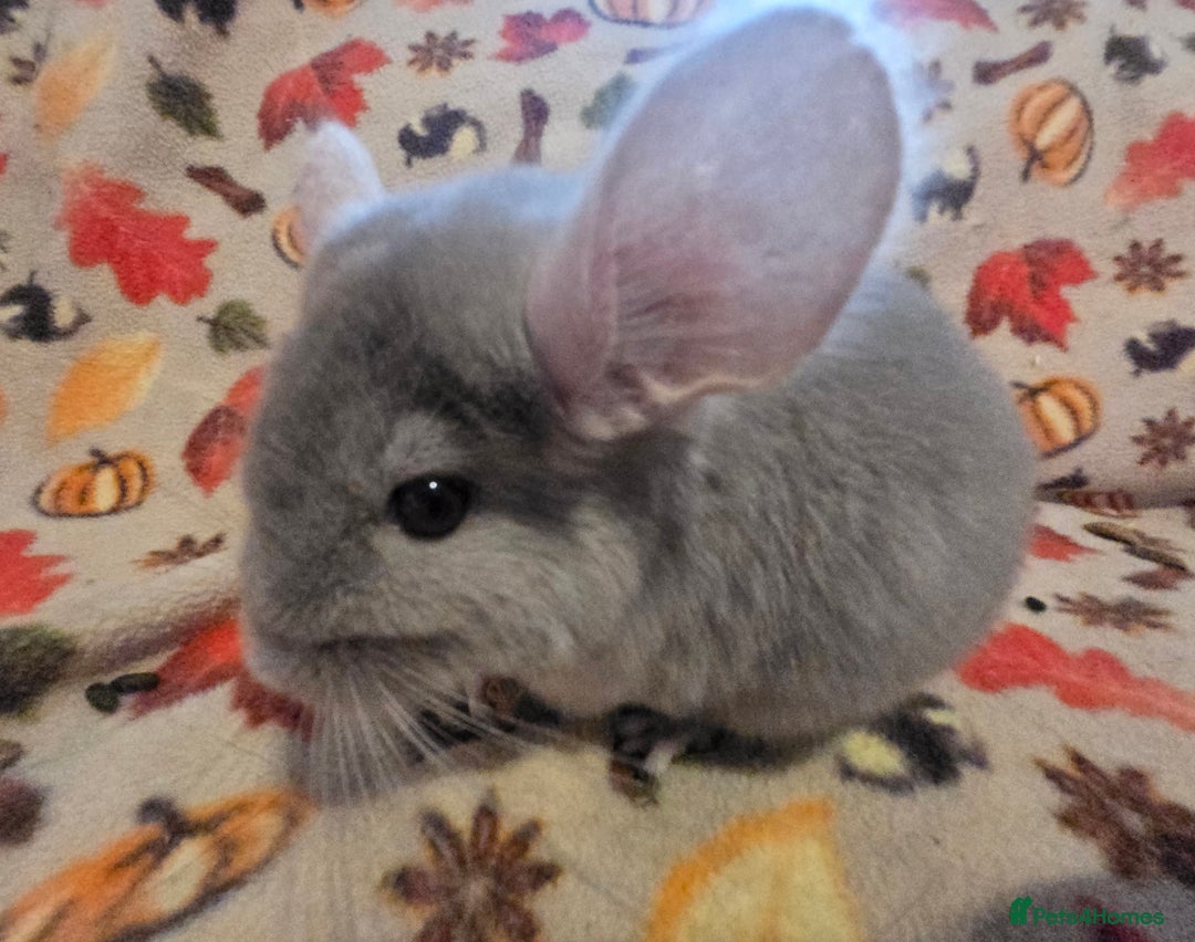 Chinchilla rodents for sale: Gorgeous Female Chinchilla  - Image 7