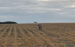 Mixed Breed dogs for sale: F1 whippet x bedlington  - Image 10