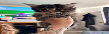 Tabby Girl 1 