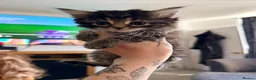 Maine Coon cats for sale: Maine coon x Bombay x Tabby - Advert 15
