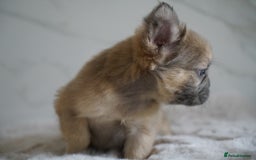 French Bulldog dogs for sale: Exceptional Fluffy French Bulldog Puppies - Image 26