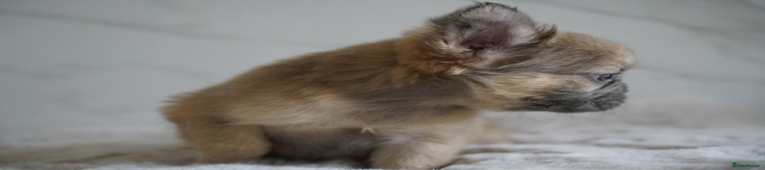 Blue Fawn Girl Visual Fluffy