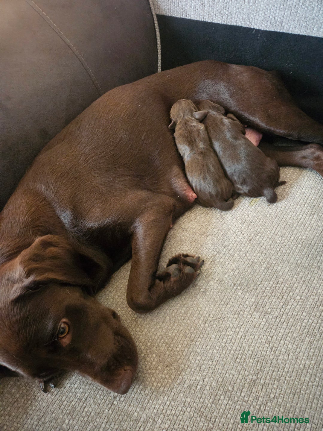 Springador dogs for sale: Two springador puppies - Image 2