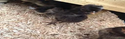Chickens poultry for sale: Polish & silkie chicks  - Advert 2