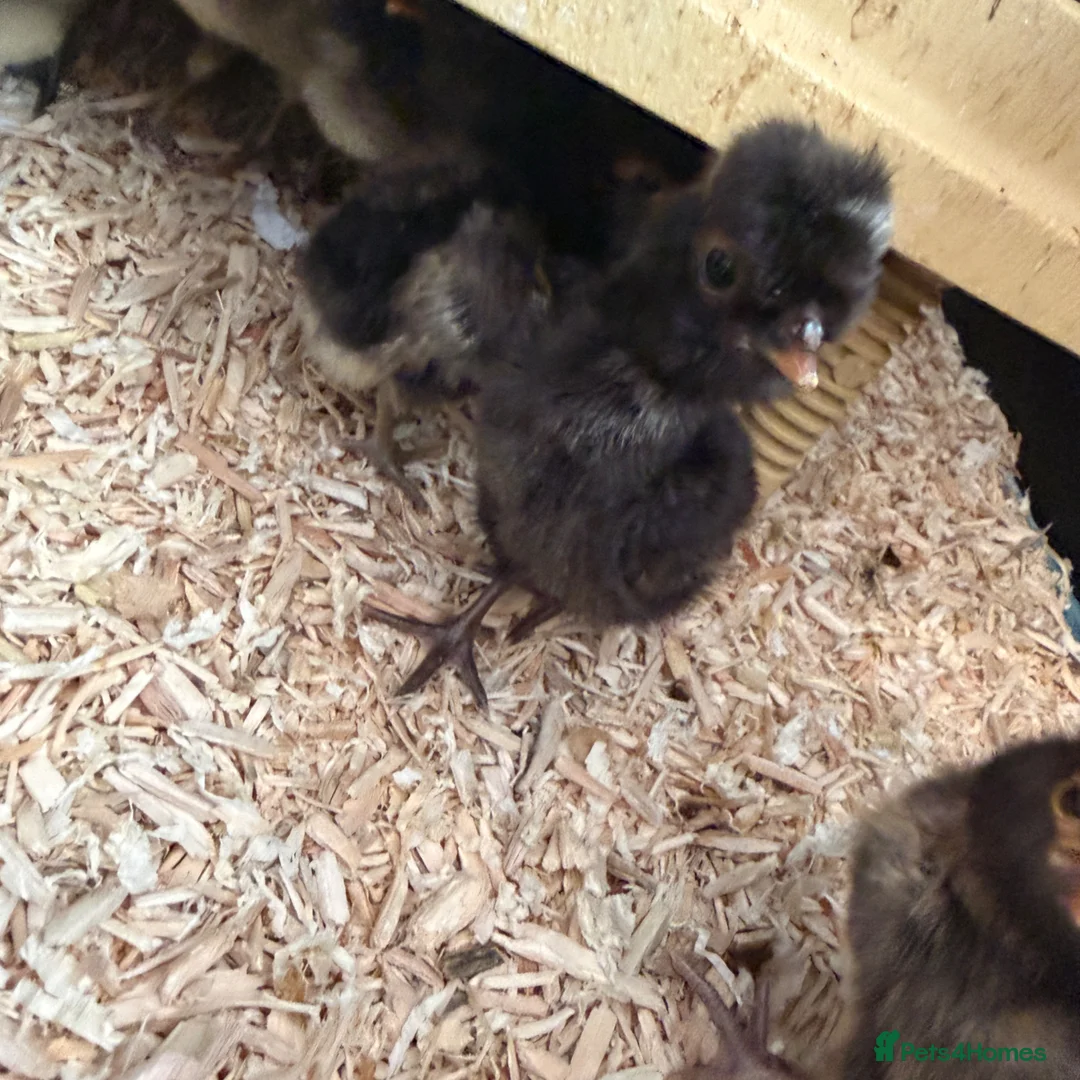 Chickens poultry for sale: Polish & silkie chicks  - Advert 2