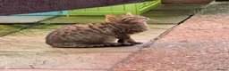 Mixed Breed cats for sale: Bengal x Tabby mixbreed. - Advert 24