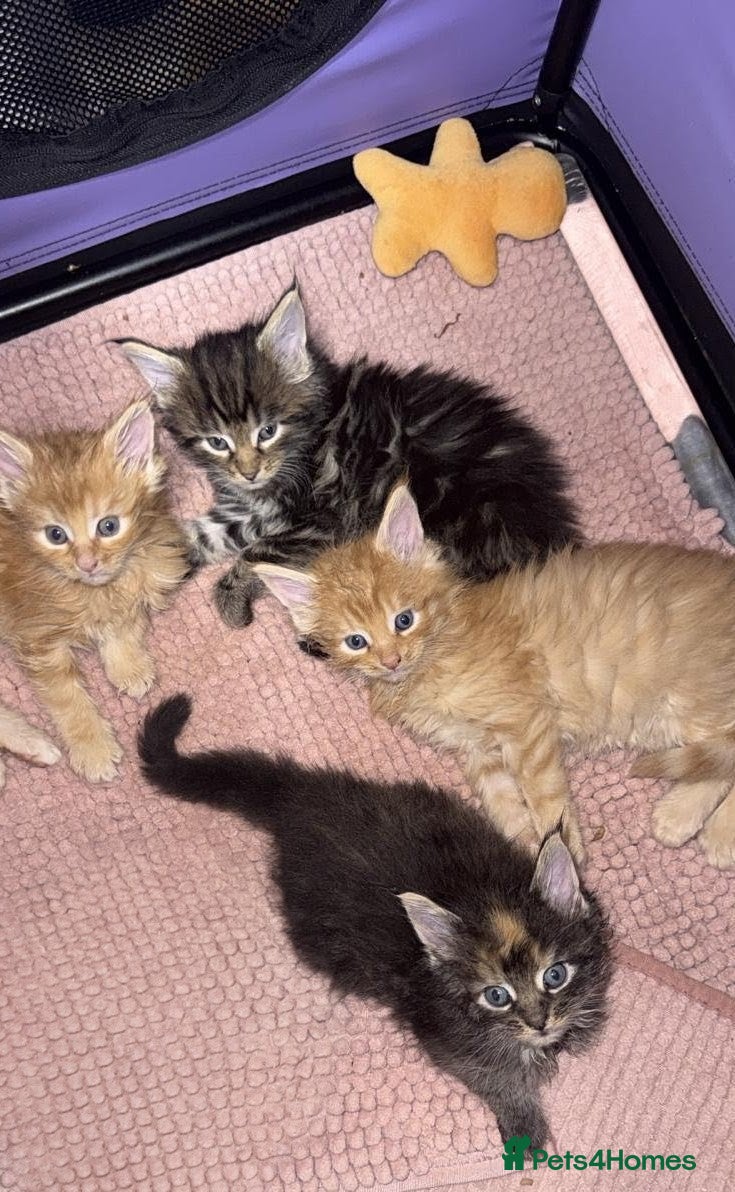Maine Coon cats 4 Affectionate Maine Coon Kittens For Sale  - Advert 6