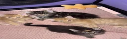 Maine Coon cats for sale: 4 Beautiful Full Maine Coon Kittens Ginger Girl - Advert 2