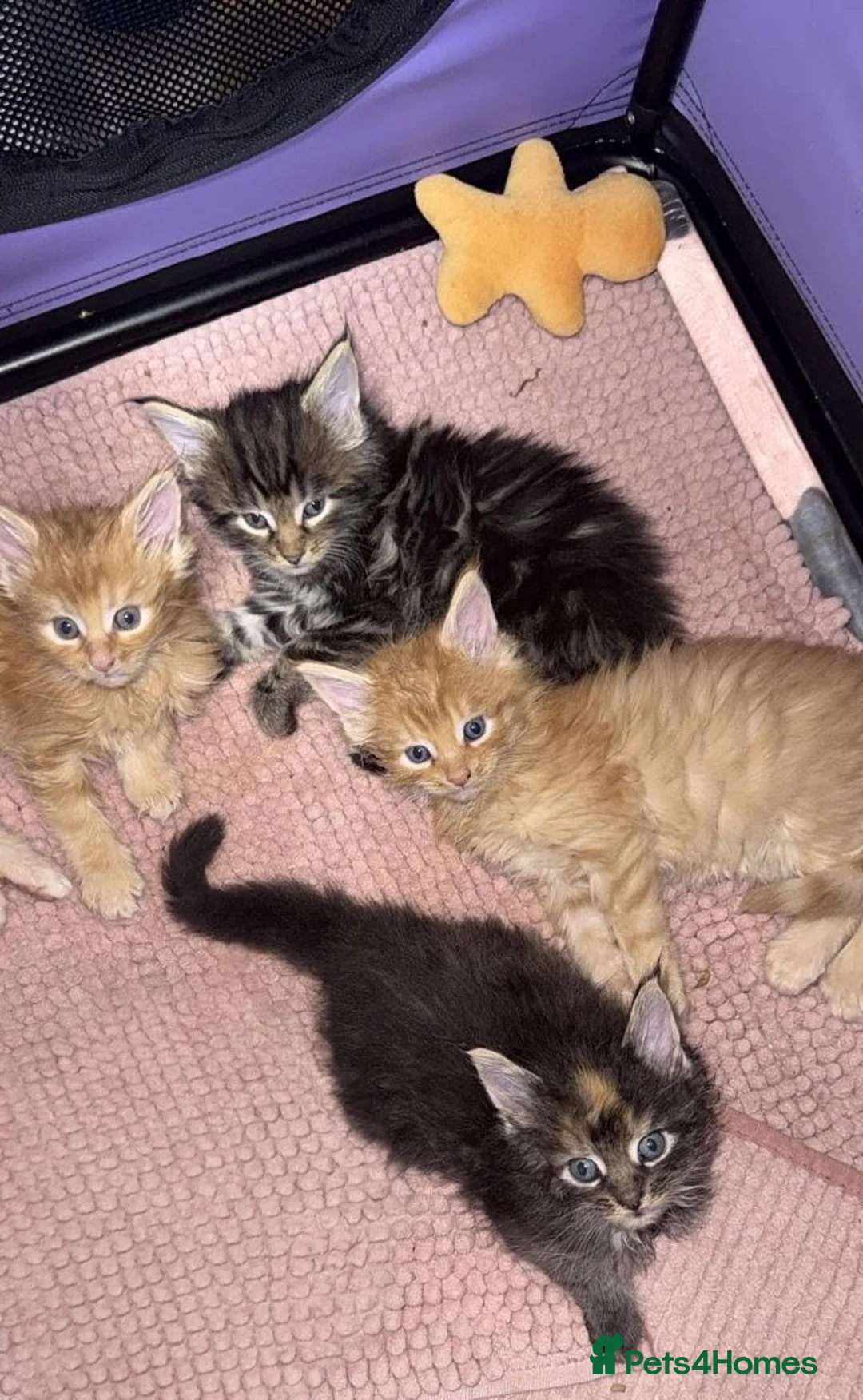 Maine Coon cats for sale: 4 Beautiful Full Maine Coon Kittens Ginger Girl - Advert 2
