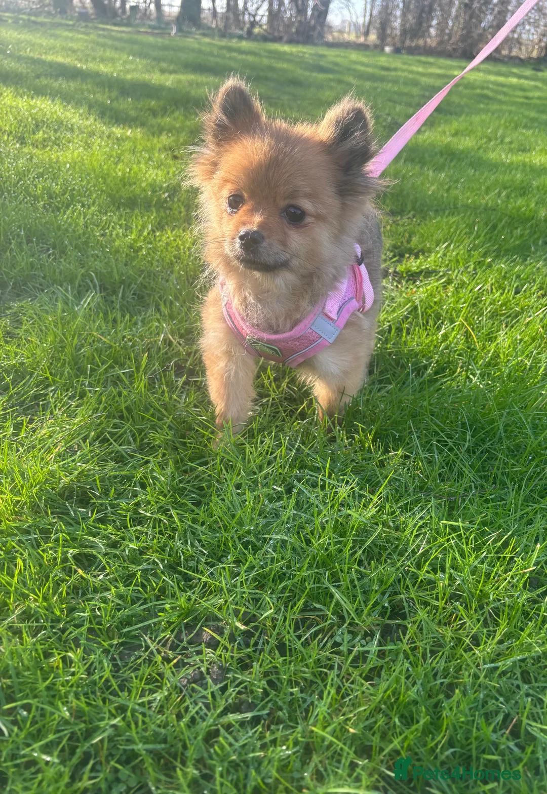 Pomeranian dogs for sale: Beautiful Adult Pomeranian Girl - Advert 2