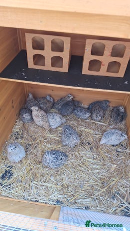 Quail poultry - Advert 16