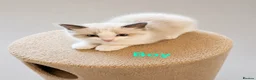 Ragdoll cats for sale: Bicolour ragdoll kittens  - Advert 2